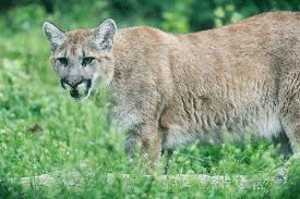 Eastern-Cougar